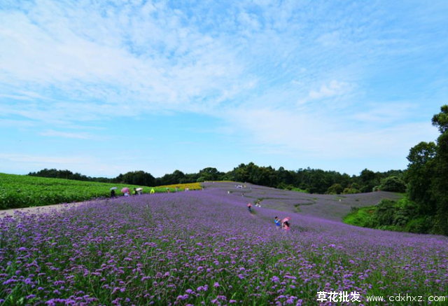 石象湖花海图片